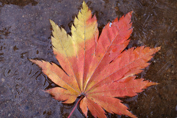 Iced autumn maple leaf