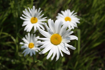 Obraz premium Chamomiles