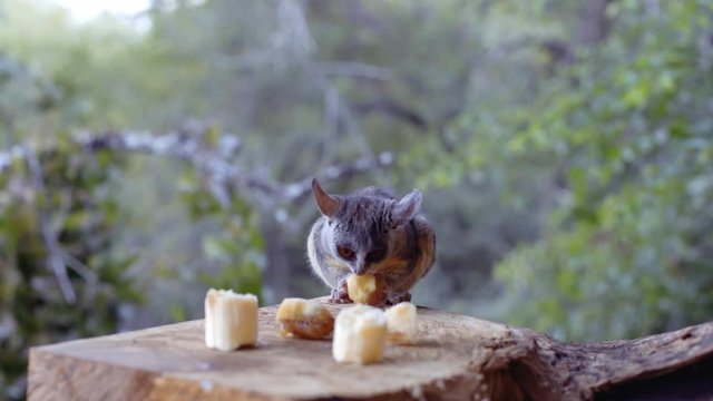 Bushbaby eating banana in Marloth Nature Reserve, South Africa