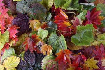 Autumn leaves background