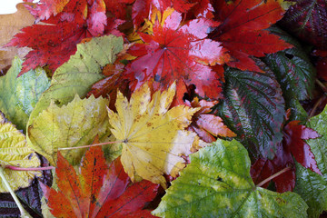 Autumn leaves background