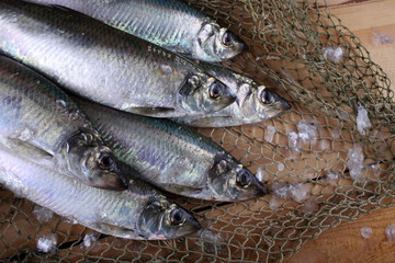 Herring on net