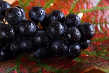 Wine grape on autumn leaf