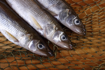 Smelt fishes on net. Pacific smelt variety