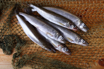Smelt fishes on net. Pacific smelt variety