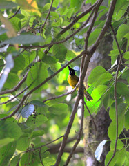 Black Chrested Finchbill