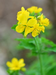 herbaceous perennial plant,Chelidonium majus