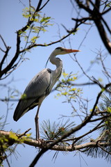 왜가리가 보이는 아름다운 풍경