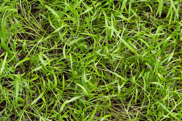 Young sprouts of dill. Microgreens vegan and healthy eating.