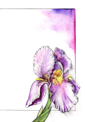 Watercolor part of floral frame for text with gentle iris on right side. White and lilac background with thin black frame. Elegant purple flower with soft yellow core. Hand drawn summer illustration - 344761063