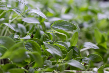 Young parsley microgreen sprouts close up. Natural food.