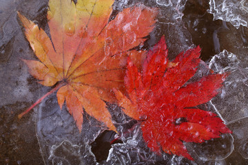 Iced autumn maple leaf