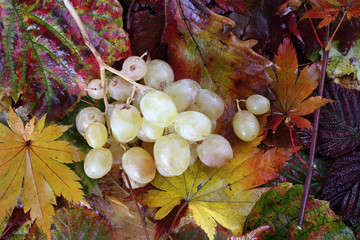 White grape on autumn leaves