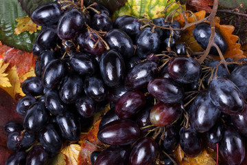 Black grape on autumn leaves