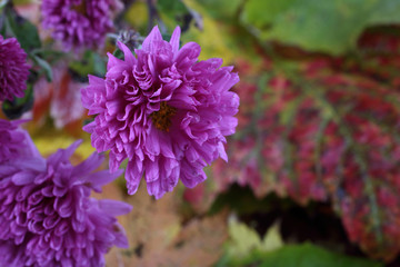 Chrysanthemums and autumn leaves