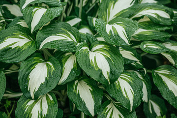 Beautiful green-white striped leaves of Hosta plant. Selective focus macro shot with shallow DOF