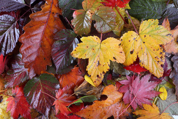 Autumn leaves background