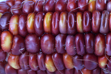 Multicolor corn