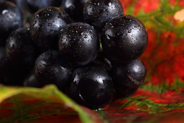 Black wine grape on autumn leaf