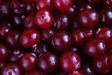 Cranberry background