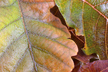 Autumn oak maple leaves