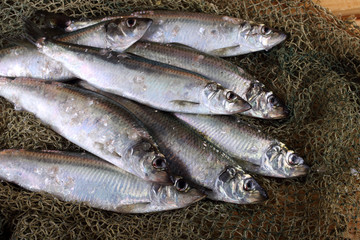Herring on net