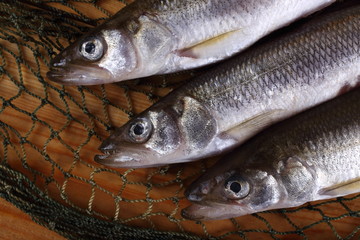 Smelt fishes on net. Pacific smelt variety