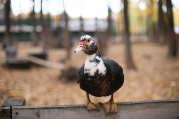 close up of a bird