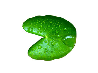 Raindrops on a green lous leaf on white background,natural concept.