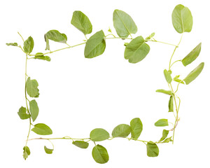 bindweed isolated on white background