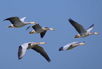 Bar headed geese