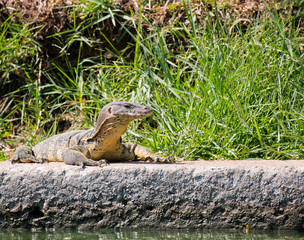 Monitor lizard (Varanus salvator) live in Lumpini park, Bangkok