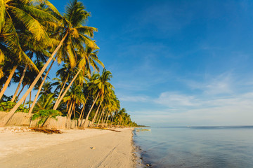 Paliton Beach, San Juan, Siquijor. Shot of golden sand beach and coconuts.