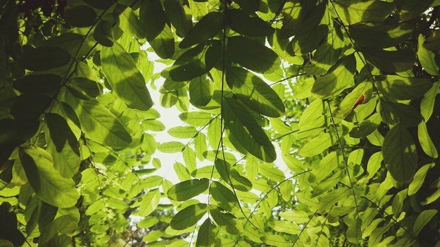 Low Angle View Of Leaves On Tree