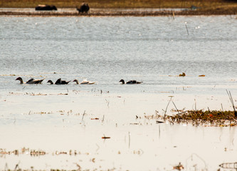 Geese on a Mekong river