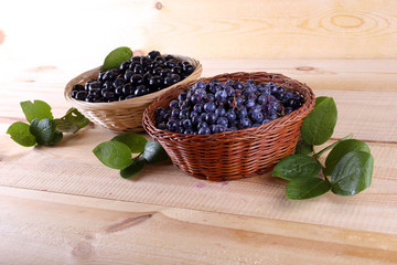 Blueberry harvest. Different varieties - Vaccinium corymbosum and Vaccinium uliginosum.