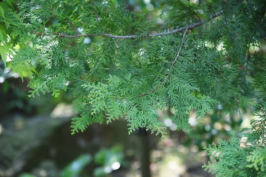 Japanese cypress (Hinoki cypress) / Cupressaceae evergreen coniferous tree