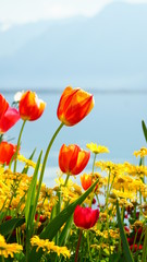 Flowers Montreux April 2020