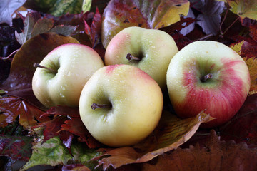Apples on autumn leaves