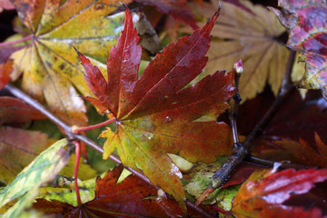 Autumn leaves background