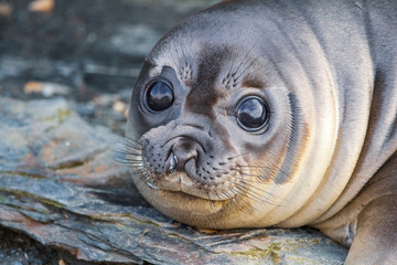 Friendly seal
