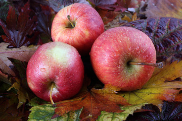 Apples on autumn leaves