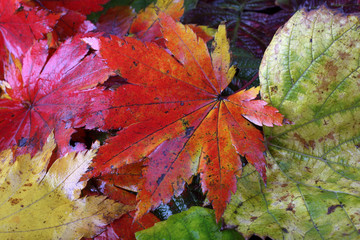 Autumn leaves background