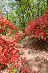 ヤマツツジの小径