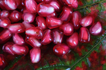 Pomegranate. Macro