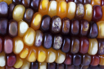 Multicolor corn