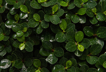 closeup nature of fresh green leaves after raining, nature background.