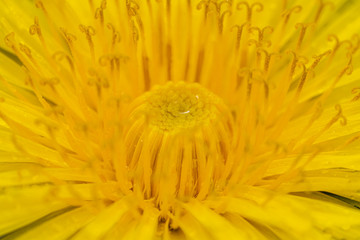 żółty kwiat mniszka lekarskiego w zbliżeniu makro