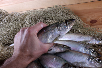 Herring on net