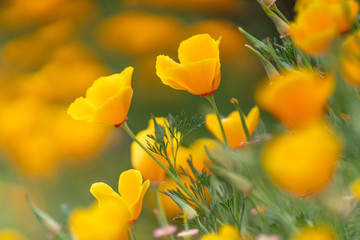 California Poppies blooming in the Spring